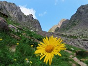35 Doronicum grandiflorum (Doronico dei macereti) con la Sfinge